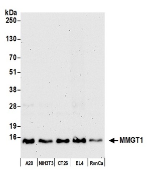 Rabbit anti-MMGT1 Antibody