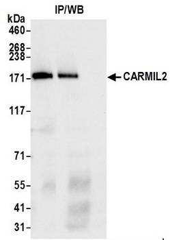 Rabbit anti-CARMIL2 Antibody