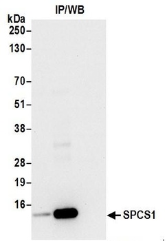 SPCS1 Antibody
