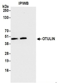 Rabbit anti-OTULIN Antibody