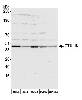 Rabbit anti-OTULIN Antibody