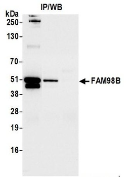 FAM98B Antibody