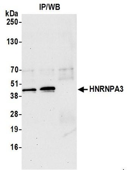 HNRNPA3 Antibody