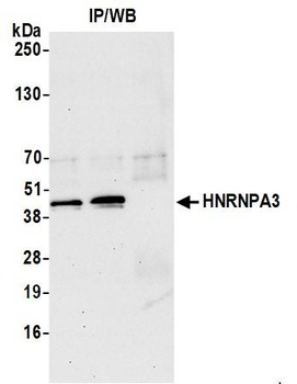 Rabbit anti-HNRNPA3 Antibody