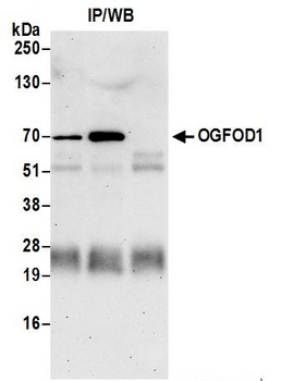 OGFOD1 Antibody