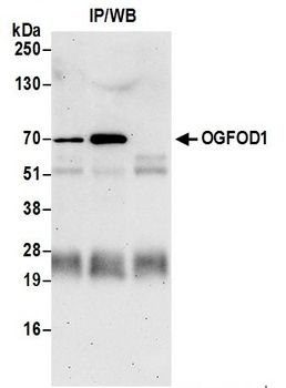Rabbit anti-OGFOD1 Antibody