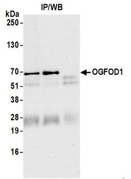 Rabbit anti-OGFOD1 Antibody