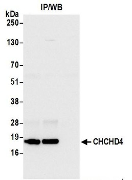 CHCHD4 Antibody