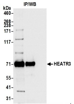 Rabbit anti-HEATR3 Antibody