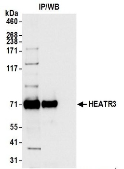 Rabbit anti-HEATR3 Antibody