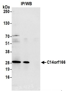 Rabbit anti-C14orf166 Antibody