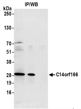 C14orf166 Antibody