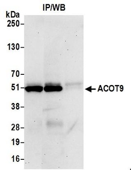 ACOT9 Antibody