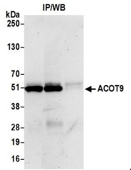 Rabbit anti-ACOT9 Antibody