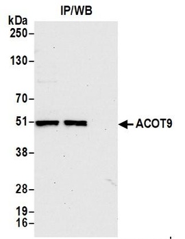 Rabbit anti-ACOT9 Antibody