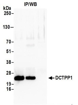 Rabbit anti-DCTPP1 Antibody