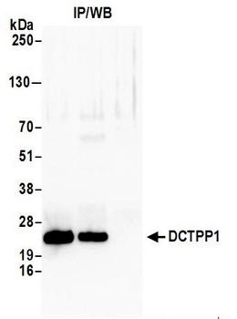 DCTPP1 Antibody