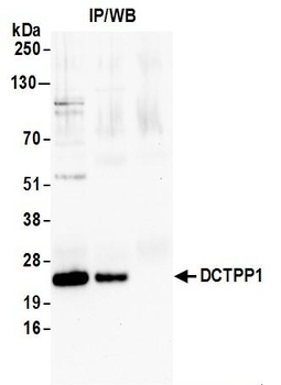 Rabbit anti-DCTPP1 Antibody