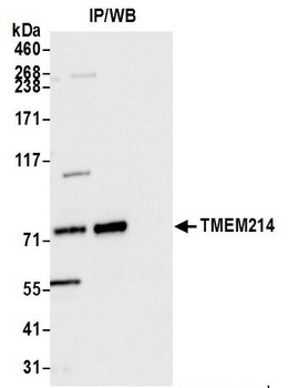 Rabbit anti-TMEM214 Antibody