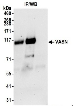 VASN Antibody