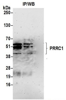Rabbit anti-PRRC1 Antibody