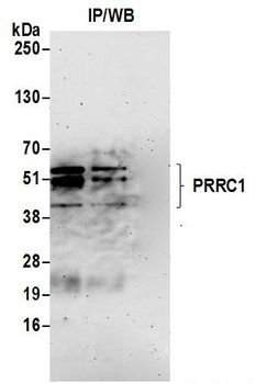 PRRC1 Antibody