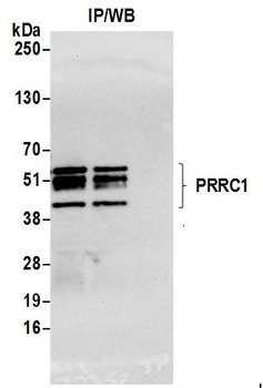 Rabbit anti-PRRC1 Antibody