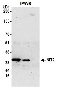 NIT2 Antibody