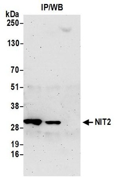 Rabbit anti-NIT2 Antibody