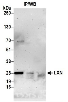 Rabbit LXN Antibody