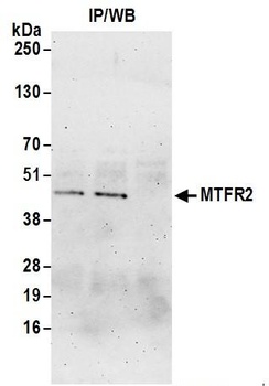 MTFR2 Antibody