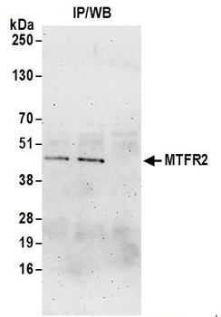 Rabbit anti-MTFR2 Antibody