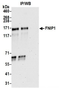 FNIP1 Antibody