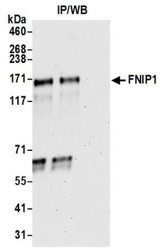 Rabbit FNIP1 Antibody