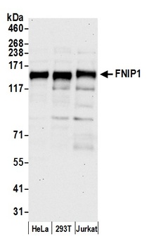 Rabbit FNIP1 Antibody