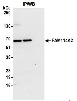 Rabbit anti-FAM114A2 Antibody