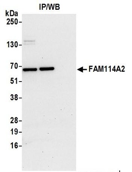 FAM114A2 Antibody