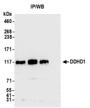 Rabbit anti-DDHD1 Antibody