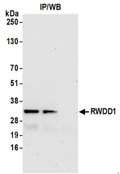 Rabbit anti-RWDD1 Antibody
