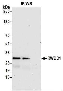 RWDD1 Antibody