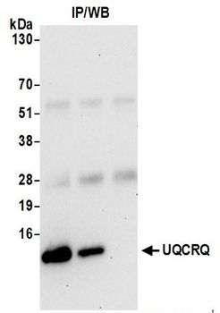 UQCRQ Antibody