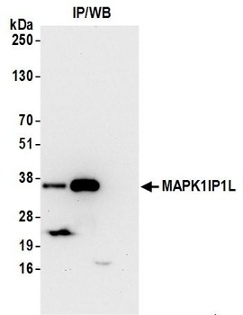 MAPK1IP1L Antibody