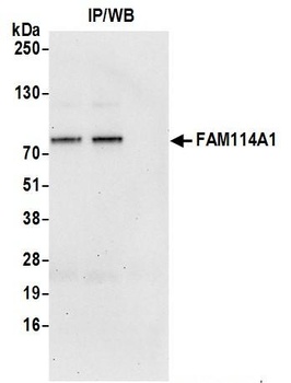 FAM114A1 Antibody