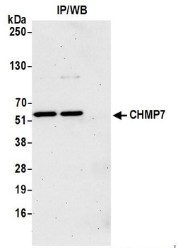 CHMP7 Antibody