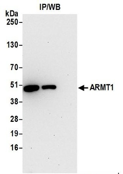 ARMT1 Antibody