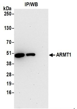 Rabbit anti-ARMT1 Antibody