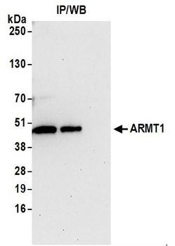 Rabbit anti-ARMT1 Antibody