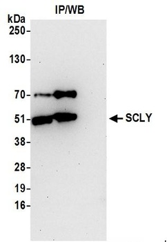 Rabbit anti-SCLY Antibody