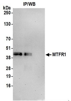 Rabbit MTFR1 Antibody