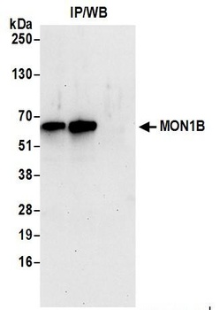 MON1B Antibody
